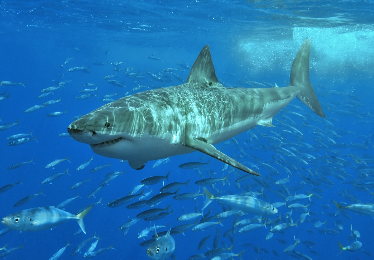 White Shark photographed by Terry Goss